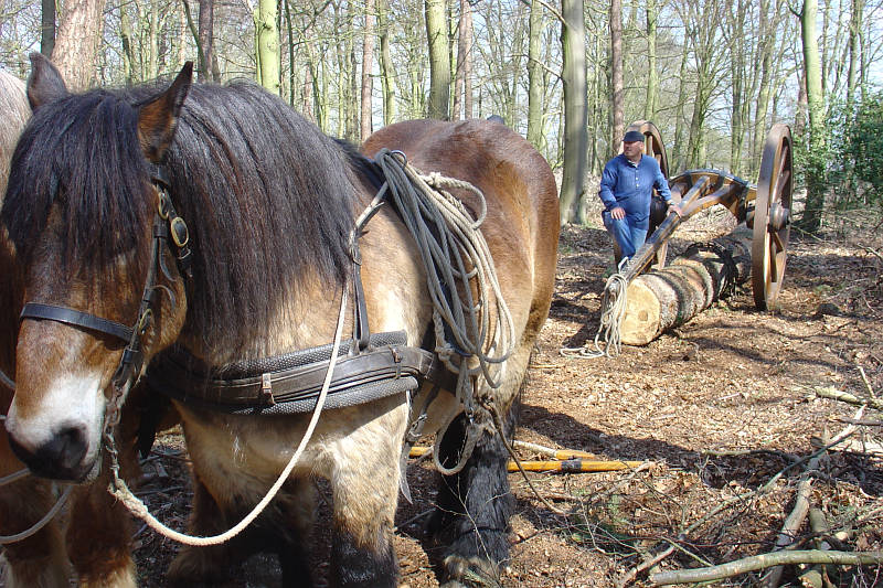 boom uit het bos slepen met mallejan