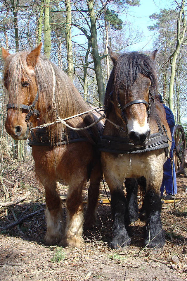 boom uit het bos slepen met mallejan