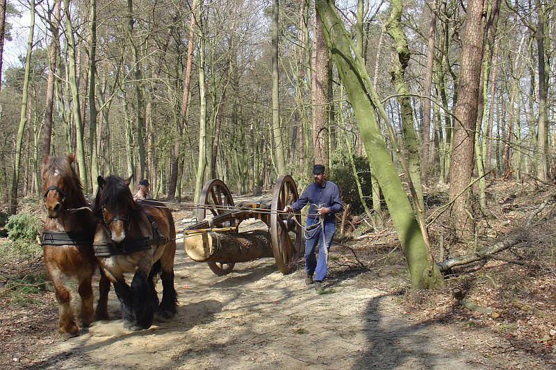 boom uit het bos slepen met mallejan