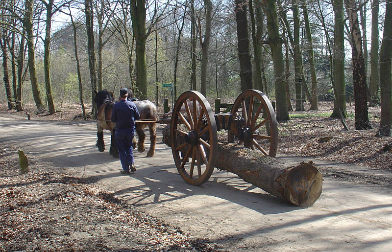 boom uit het bos slepen met mallejan